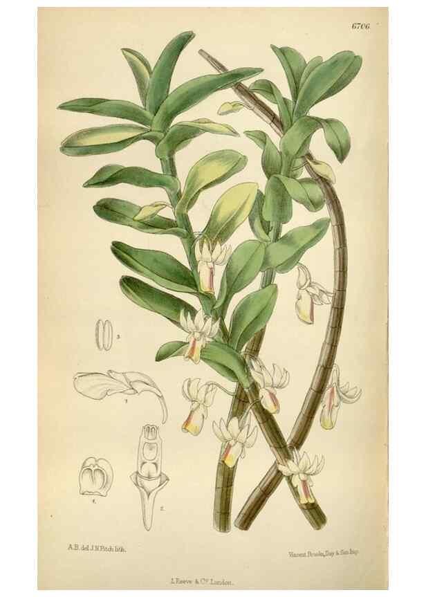 Reproducción/Reproduction 35375715296: Curtis's botanical magazine.. London ; New York [etc.] :Academic Press [etc.]