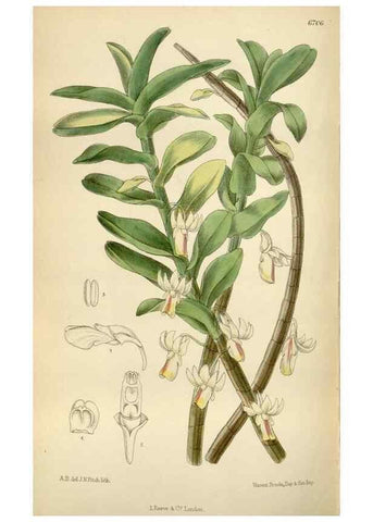 Reproducción/Reproduction 35375715296: Curtis's botanical magazine.. London ; New York [etc.] :Academic Press [etc.]
