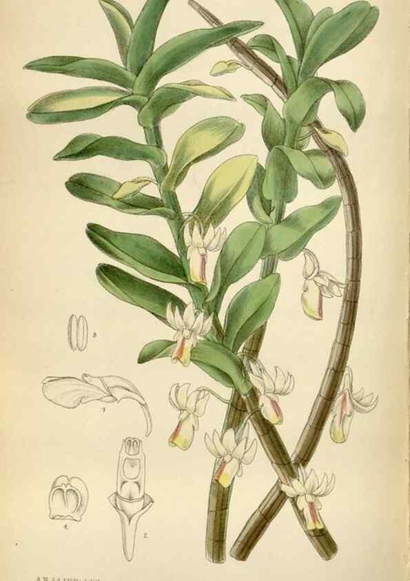 Reproducción/Reproduction 35375715296: Curtis's botanical magazine.. London ; New York [etc.] :Academic Press [etc.]