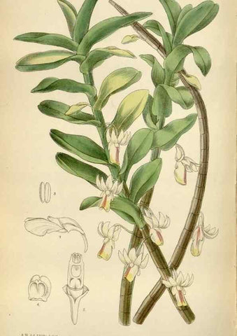 Reproducción/Reproduction 35375715296: Curtis's botanical magazine.. London ; New York [etc.] :Academic Press [etc.]