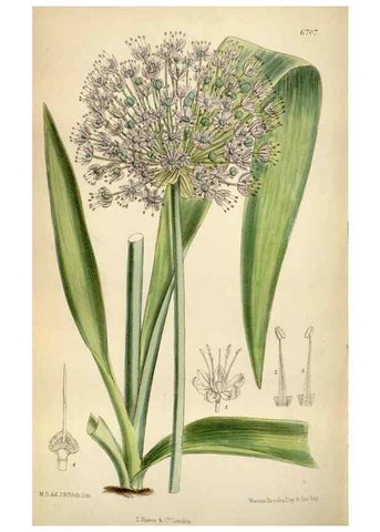 Reproducción/Reproduction 35375718586: Curtis's botanical magazine.. London ; New York [etc.] :Academic Press [etc.]