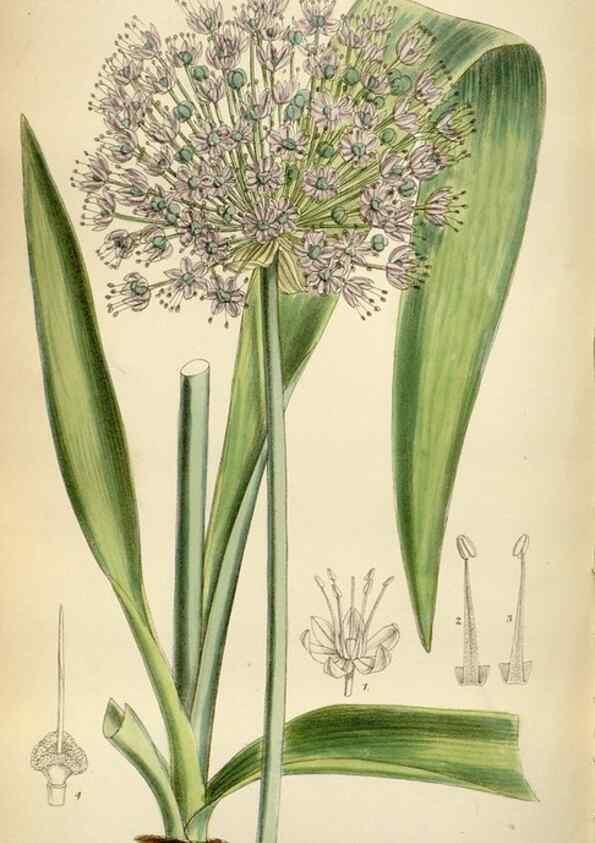 Reproducción/Reproduction 35375718586: Curtis's botanical magazine.. London ; New York [etc.] :Academic Press [etc.]