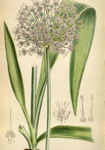Reproducción/Reproduction 35375718586: Curtis's botanical magazine.. London ; New York [etc.] :Academic Press [etc.]