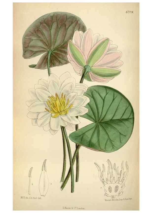 Reproducción/Reproduction 35375722146: Curtis's botanical magazine.. London ; New York [etc.] :Academic Press [etc.]