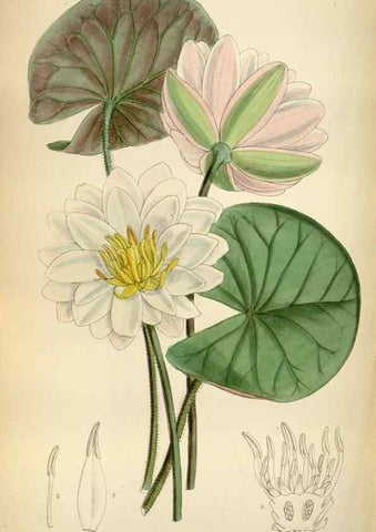 Reproducción/Reproduction 35375722146: Curtis's botanical magazine.. London ; New York [etc.] :Academic Press [etc.]
