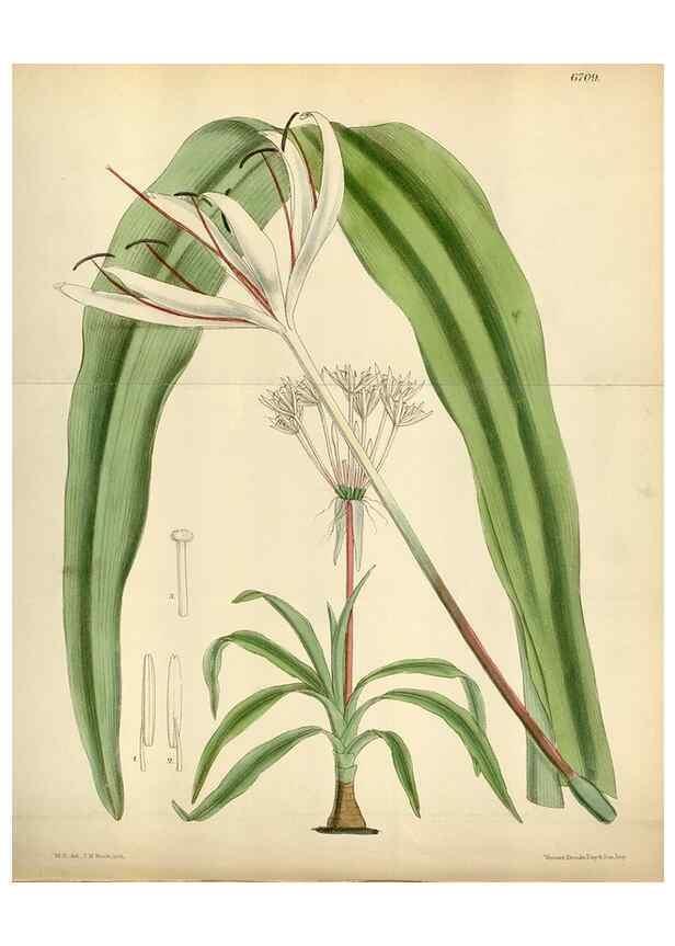 Reproducción/Reproduction 35375725036: Curtis's botanical magazine.. London ; New York [etc.] :Academic Press [etc.]