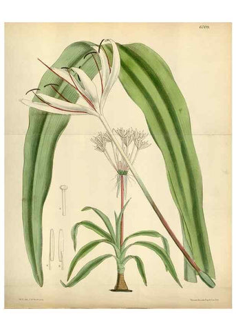 Reproducción/Reproduction 35375725036: Curtis's botanical magazine.. London ; New York [etc.] :Academic Press [etc.]