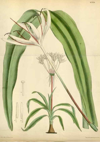 Reproducción/Reproduction 35375725036: Curtis's botanical magazine.. London ; New York [etc.] :Academic Press [etc.]