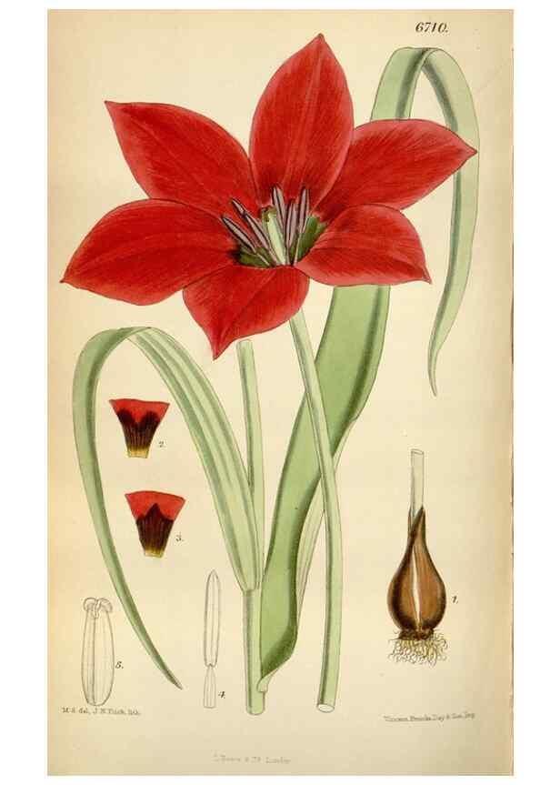 Reproducción/Reproduction 35375729126: Curtis's botanical magazine.. London ; New York [etc.] :Academic Press [etc.]