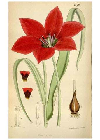 Reproducción/Reproduction 35375729126: Curtis's botanical magazine.. London ; New York [etc.] :Academic Press [etc.]