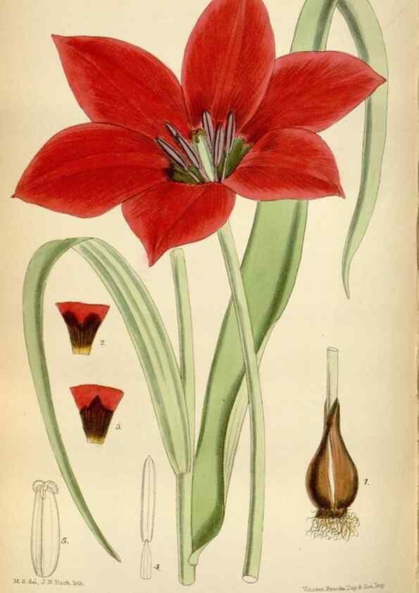 Reproducción/Reproduction 35375729126: Curtis's botanical magazine.. London ; New York [etc.] :Academic Press [etc.]