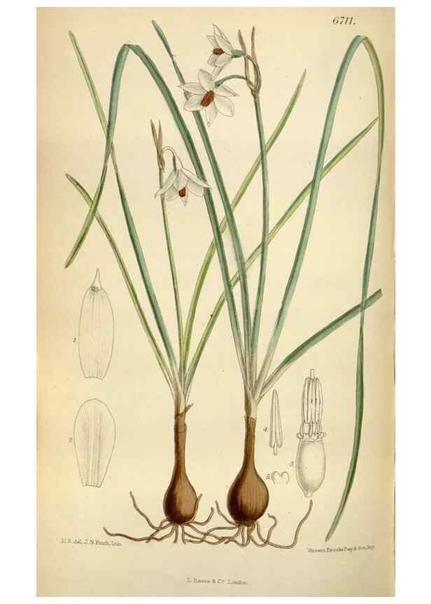 Reproducción/Reproduction 35375732456: Curtis's botanical magazine.. London ; New York [etc.] :Academic Press [etc.]