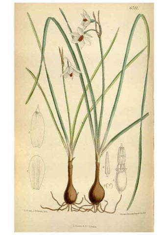 Reproducción/Reproduction 35375732456: Curtis's botanical magazine.. London ; New York [etc.] :Academic Press [etc.]