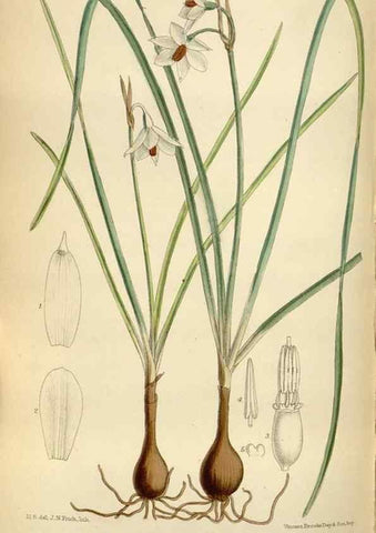 Reproducción/Reproduction 35375732456: Curtis's botanical magazine.. London ; New York [etc.] :Academic Press [etc.]