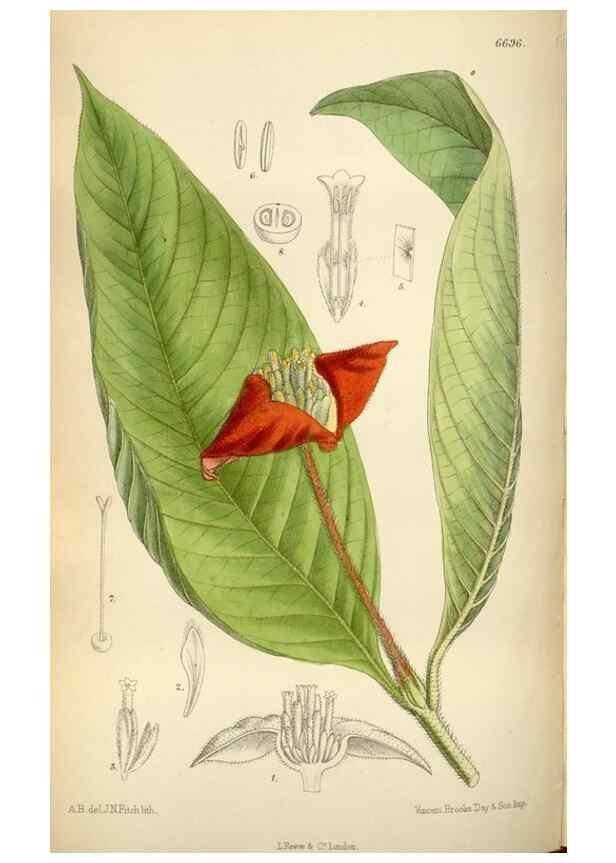 Reproducción/Reproduction 34605500763: Curtis's botanical magazine.. London ; New York [etc.] :Academic Press [etc.]