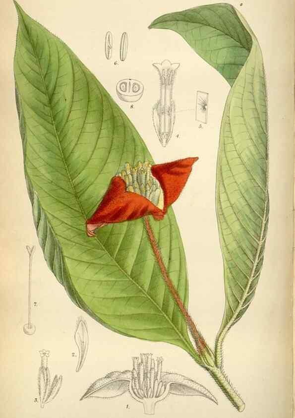 Reproducción/Reproduction 34605500763: Curtis's botanical magazine.. London ; New York [etc.] :Academic Press [etc.]