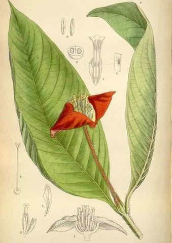 Reproducción/Reproduction 34605500763: Curtis's botanical magazine.. London ; New York [etc.] :Academic Press [etc.]