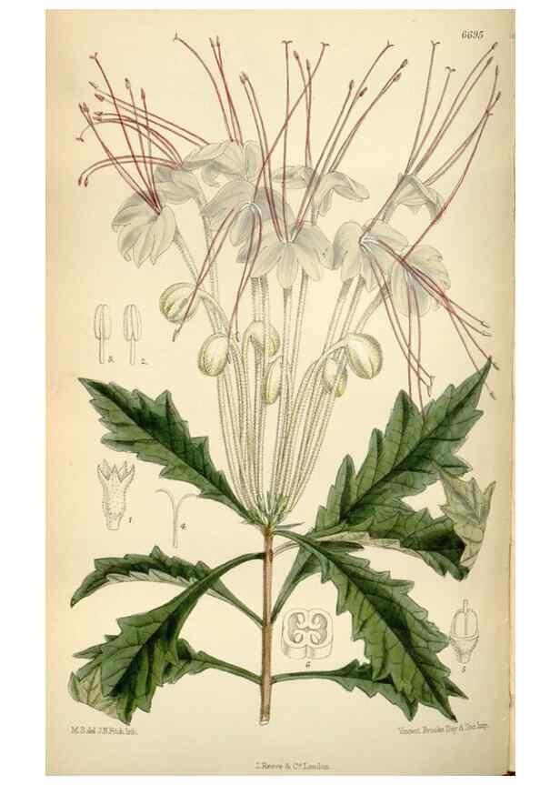 Reproducción/Reproduction 34605498973: Curtis's botanical magazine.. London ; New York [etc.] :Academic Press [etc.]