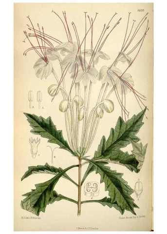 Reproducción/Reproduction 34605498973: Curtis's botanical magazine.. London ; New York [etc.] :Academic Press [etc.]
