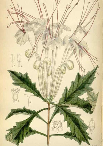 Reproducción/Reproduction 34605498973: Curtis's botanical magazine.. London ; New York [etc.] :Academic Press [etc.]