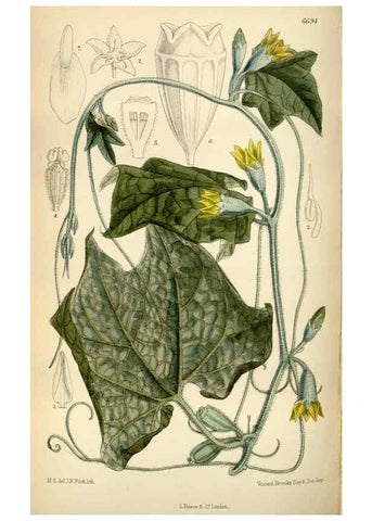 Reproducción/Reproduction 34605497153: Curtis's botanical magazine.. London ; New York [etc.] :Academic Press [etc.]
