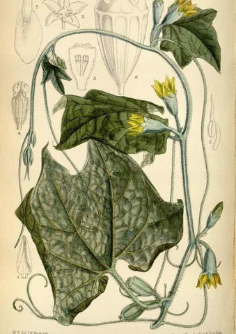 Reproducción/Reproduction 34605497153: Curtis's botanical magazine.. London ; New York [etc.] :Academic Press [etc.]