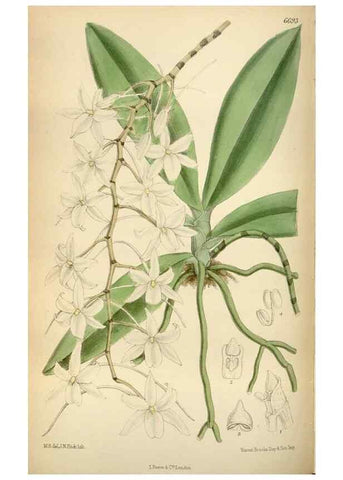 Reproducción/Reproduction 34605495053: Curtis's botanical magazine.. London ; New York [etc.] :Academic Press [etc.]