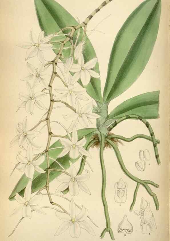Reproducción/Reproduction 34605495053: Curtis's botanical magazine.. London ; New York [etc.] :Academic Press [etc.]