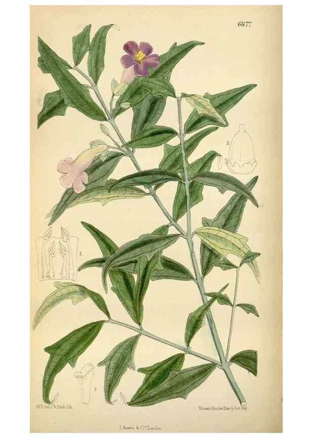 Reproducción/Reproduction 35248507182: Curtis's botanical magazine.. London ; New York [etc.] :Academic Press [etc.]
