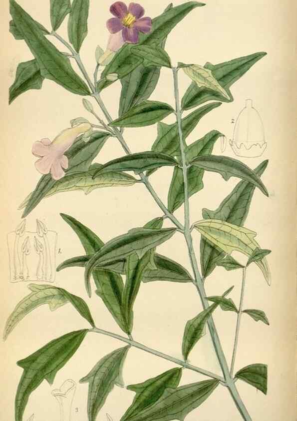 Reproducción/Reproduction 35248507182: Curtis's botanical magazine.. London ; New York [etc.] :Academic Press [etc.]