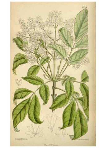 Reproducción/Reproduction 35248508982: Curtis's botanical magazine.. London ; New York [etc.] :Academic Press [etc.]