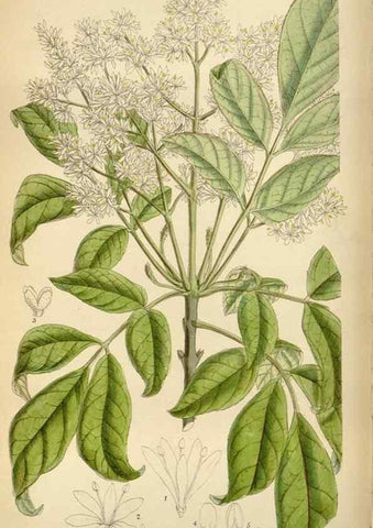 Reproducción/Reproduction 35248508982: Curtis's botanical magazine.. London ; New York [etc.] :Academic Press [etc.]