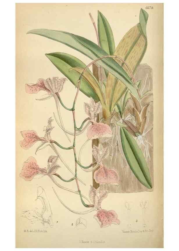 Reproducción/Reproduction 35248511382: Curtis's botanical magazine.. London ; New York [etc.] :Academic Press [etc.]