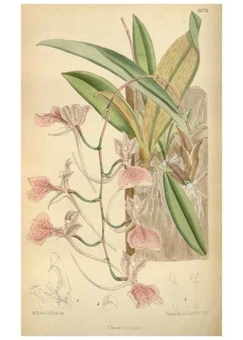 Reproducción/Reproduction 35248511382: Curtis's botanical magazine.. London ; New York [etc.] :Academic Press [etc.]
