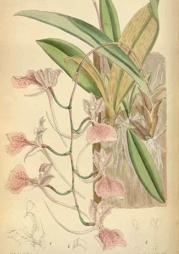 Reproducción/Reproduction 35248511382: Curtis's botanical magazine.. London ; New York [etc.] :Academic Press [etc.]