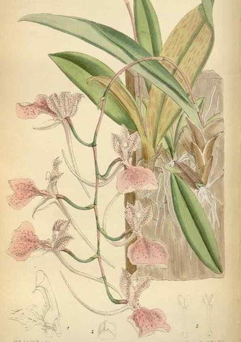 Reproducción/Reproduction 35248511382: Curtis's botanical magazine.. London ; New York [etc.] :Academic Press [etc.]