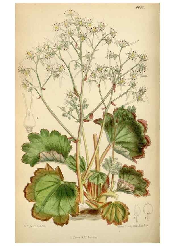 Reproducción/Reproduction 34605468353: Curtis's botanical magazine.. London ; New York [etc.] :Academic Press [etc.]