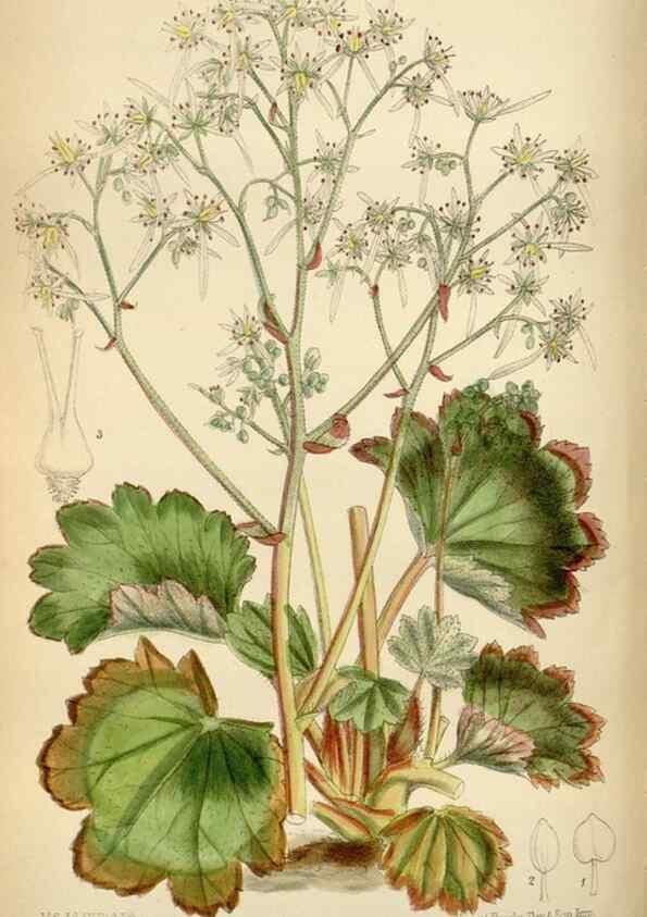 Reproducción/Reproduction 34605468353: Curtis's botanical magazine.. London ; New York [etc.] :Academic Press [etc.]