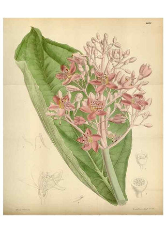 Reproducción/Reproduction 34605470603: Curtis's botanical magazine.. London ; New York [etc.] :Academic Press [etc.]