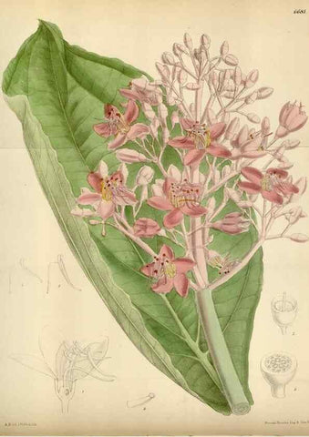 Reproducción/Reproduction 34605470603: Curtis's botanical magazine.. London ; New York [etc.] :Academic Press [etc.]