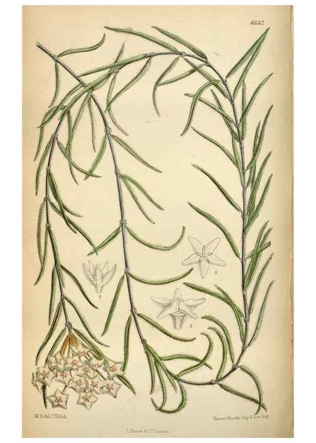Reproducción/Reproduction 34605472493: Curtis's botanical magazine.. London ; New York [etc.] :Academic Press [etc.]