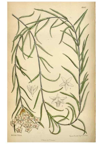 Reproducción/Reproduction 34605472493: Curtis's botanical magazine.. London ; New York [etc.] :Academic Press [etc.]