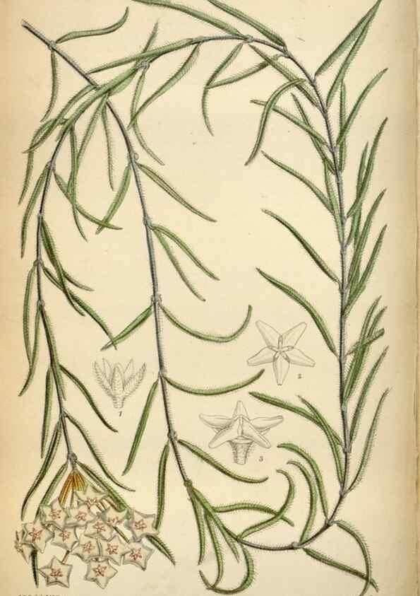 Reproducción/Reproduction 34605472493: Curtis's botanical magazine.. London ; New York [etc.] :Academic Press [etc.]