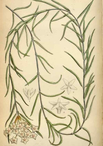 Reproducción/Reproduction 34605472493: Curtis's botanical magazine.. London ; New York [etc.] :Academic Press [etc.]