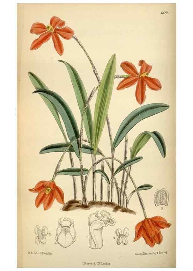Reproducción/Reproduction 34573213184: Curtis's botanical magazine.. London ; New York [etc.] :Academic Press [etc.]