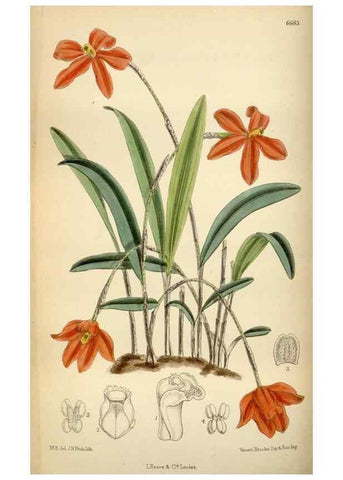 Reproducción/Reproduction 34573213184: Curtis's botanical magazine.. London ; New York [etc.] :Academic Press [etc.]