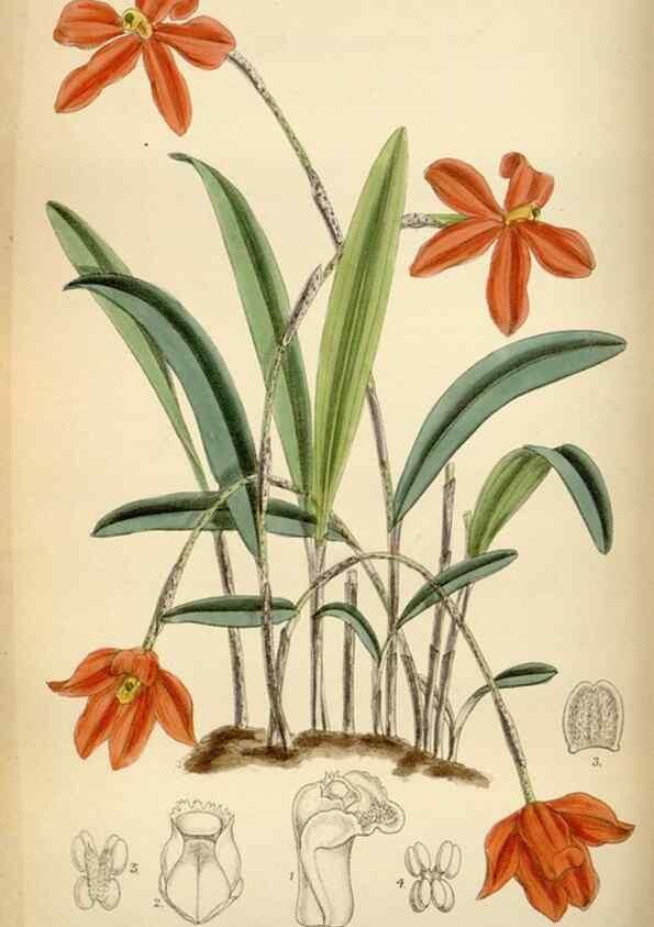 Reproducción/Reproduction 34573213184: Curtis's botanical magazine.. London ; New York [etc.] :Academic Press [etc.]