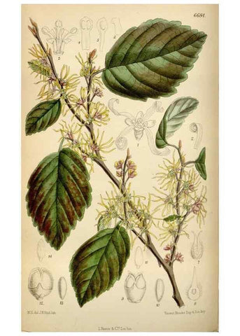 Reproducción/Reproduction 34573214504: Curtis's botanical magazine.. London ; New York [etc.] :Academic Press [etc.]