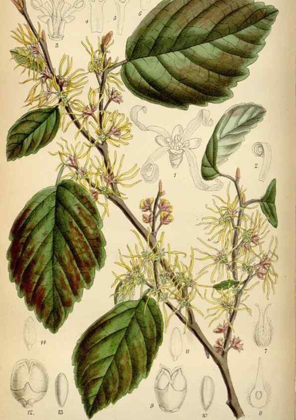 Reproducción/Reproduction 34573214504: Curtis's botanical magazine.. London ; New York [etc.] :Academic Press [etc.]
