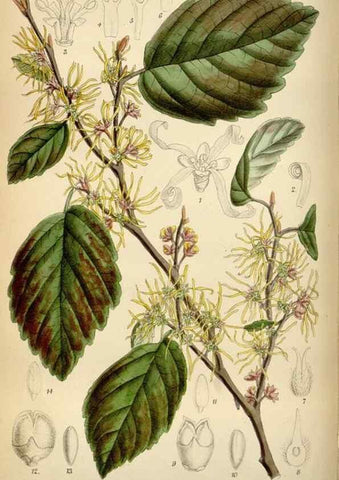 Reproducción/Reproduction 34573214504: Curtis's botanical magazine.. London ; New York [etc.] :Academic Press [etc.]